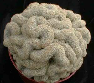 Mammillaria_elongata_cristata